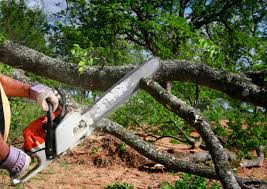 How Our Tree Care Process Works  in Union Hill Novelty Hill, WA